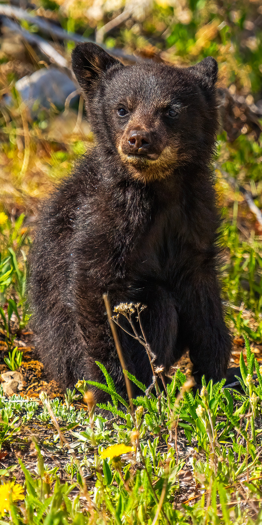 Bears