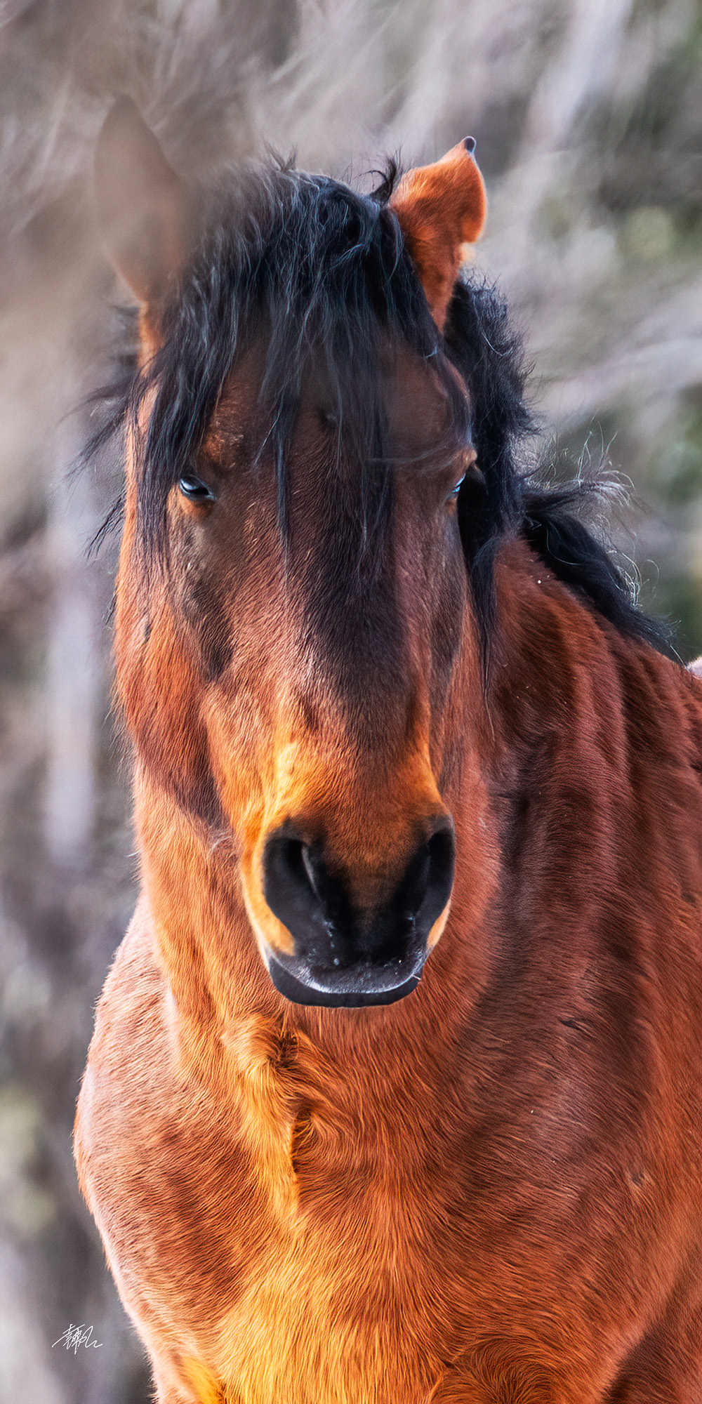 Rocky mountain wild horse