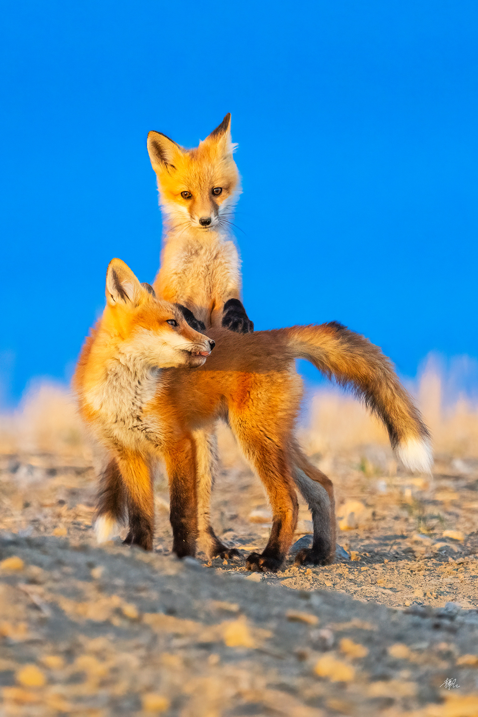 Fox
