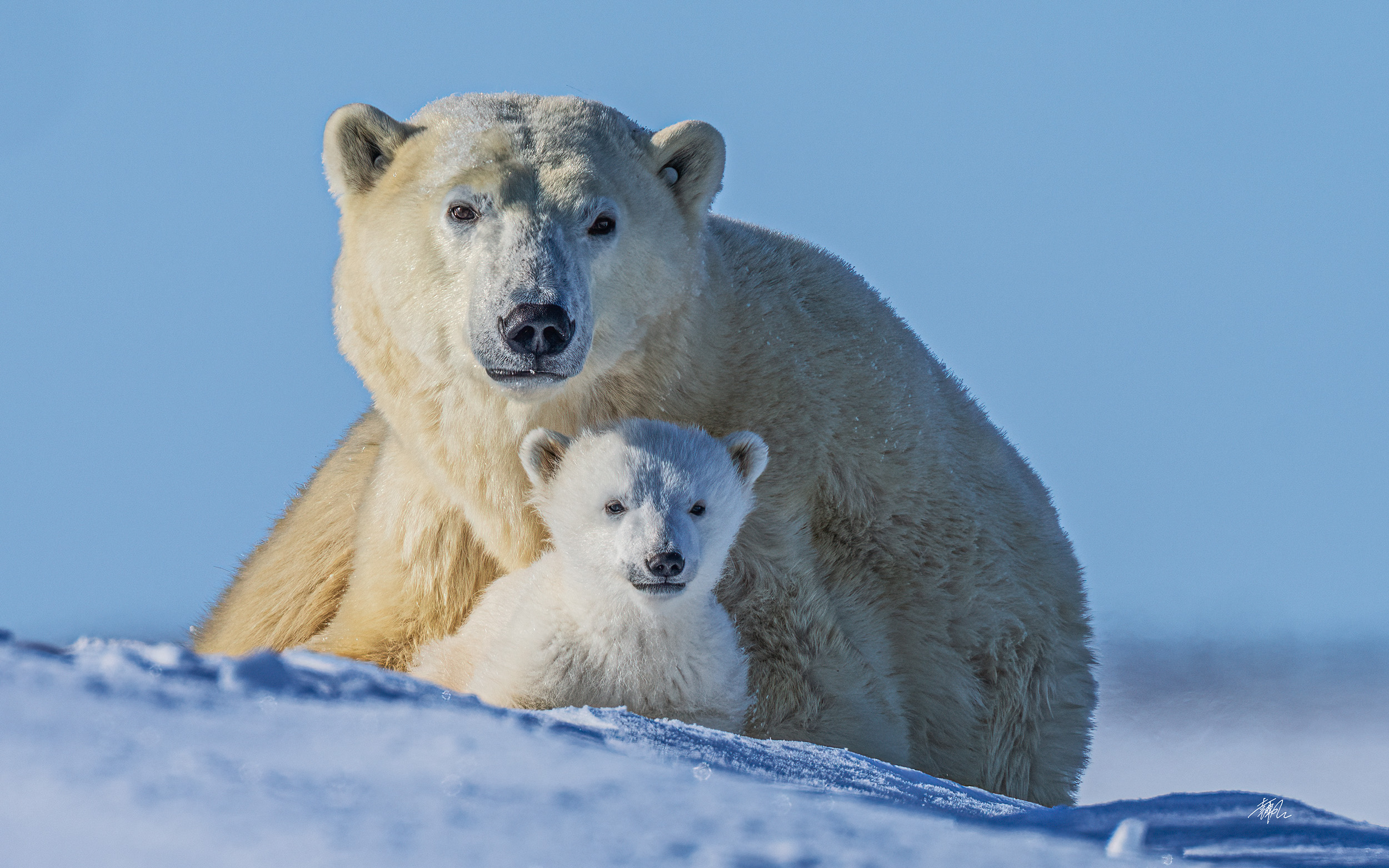 Polar Bears
