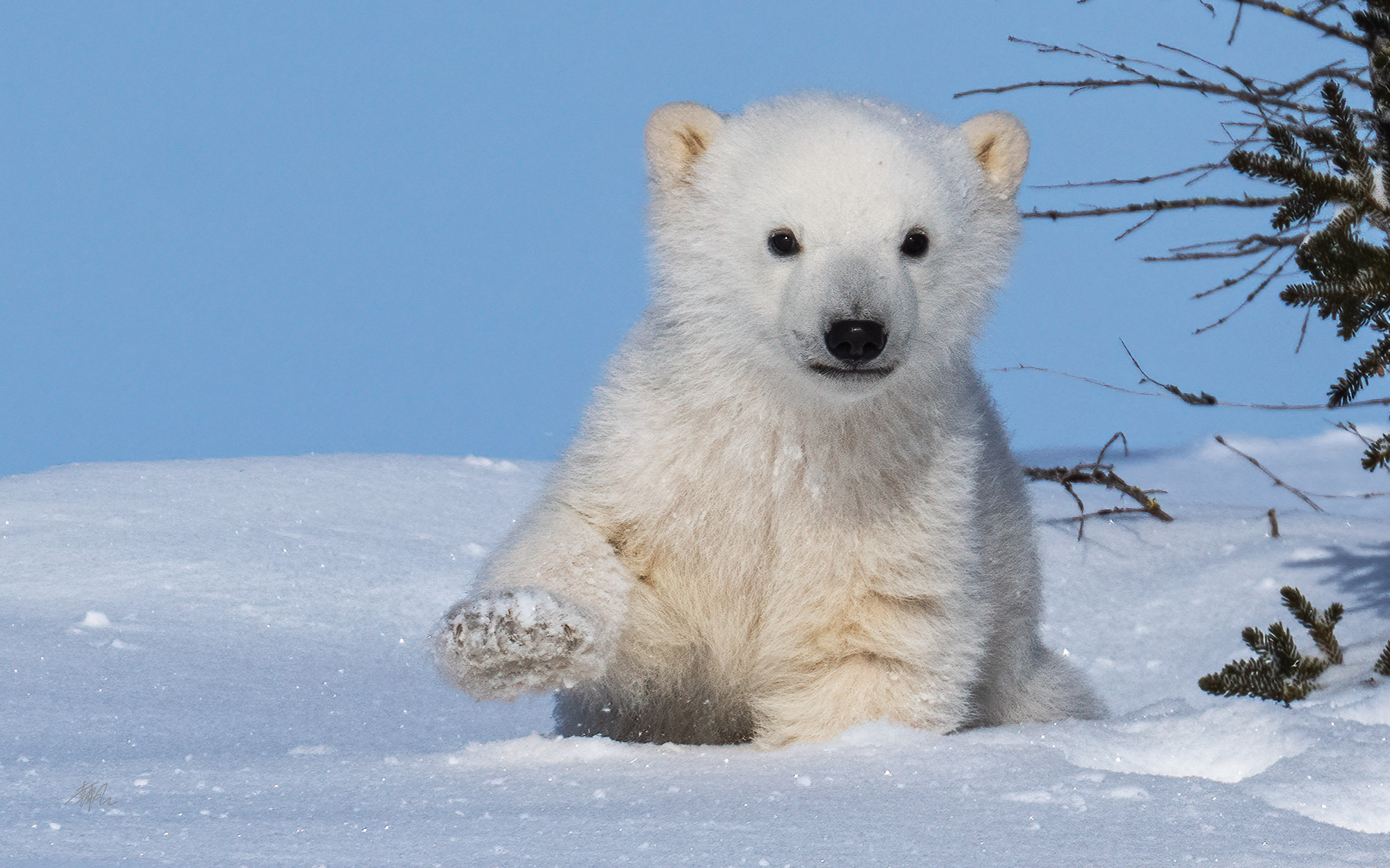 Arctic Region